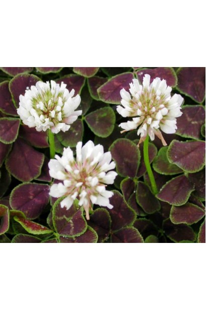 Біла квітка конюшини крупним планом